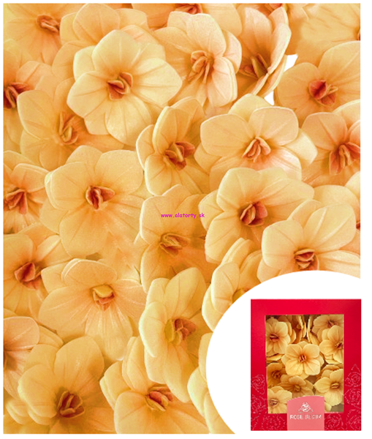 Hortenzia žlté oblátkové kvety 18 ks (WA577615)