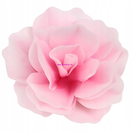 Ruža ružová  oblátkový kvet (WA557201)