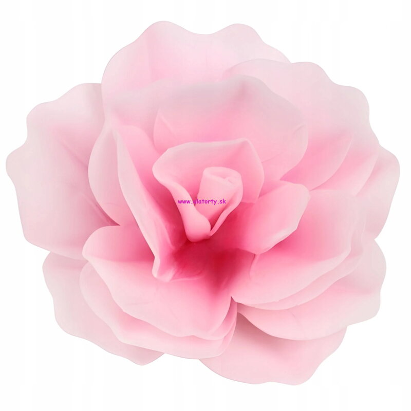Ruža ružová  oblátkový kvet (WA557201)